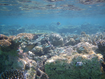 Maldives, Ari Atoll, Velidhu Island Resort